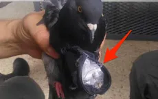 Vận chuyển ma túy vào trại giam bằng chim bồ câu