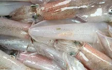 Tây Ban Nha tăng nhập khẩu mực, bạch tuộc từ Việt Nam