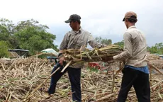 Nông dân ĐBSCL với nỗi lo không bán được mía