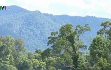 Khôi phục thành công rừng giống quý bản địa