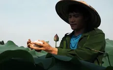 Cử nhân báo chí về quê khởi nghiệp trồng chè, ướp sen