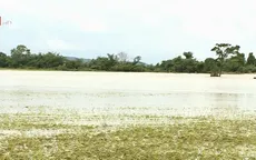 Đắk Lắk: Mưa lũ khiến 1 người chết, hàng ngàn hecta hoa màu bị ảnh hưởng