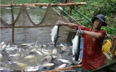 Tìm giải pháp tháo gỡ khó khăn cho ngành cá tra
