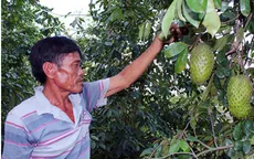 Mãng cầu xiêm Hậu Giang được công nhận nhãn hiệu