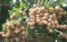 Khai mạc Tuần lễ Nhãn lồng và nông sản tỉnh Hưng Yên năm 2019
