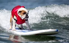 Thú vị cuộc thi lướt sóng của những chú cún