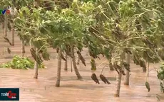 Người dân vùng cồn Đồng Tháp thu hoạch hoa màu chạy lũ