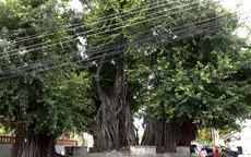 Những điều thú vị về cây sộp gần 400 năm tuổi ở Khánh Hòa