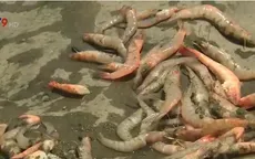 Nông dân ĐBSCL đối mặt với nỗi lo tôm nuôi chết bất thường