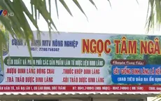 Sóc Trăng: Doanh nghiệp thuê đất trồng đinh lăng phủ nhận thông tin bỏ trốn