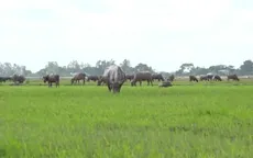 Đồng Tháp vào mùa len trâu