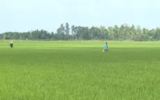 Khi cánh đồng không còn năng suất do hạn mặn