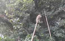 Độc đáo săn chuột đồng trên cây mùa nước nổi