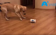 Robot bầu bạn với thú cưng