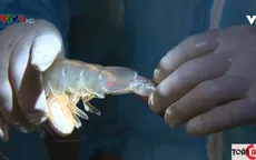 Nâng cao chất lượng tôm bố mẹ qua thế hệ G10