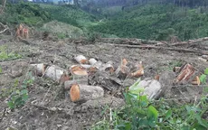 Lâm Đồng: Khẩn trương điều tra vụ phá rừng chiếm đất