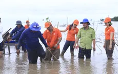 2.000 cây bần được ươm mầm tại rừng ngập mặn Sóc Trăng