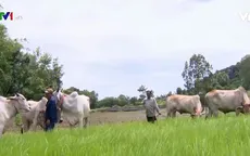 Lễ hội đua bò của đồng bào dân tộc Khmer