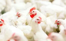Người tiêu dùng Trung Quốc tăng tiêu thụ thịt gà từ Thái Lan