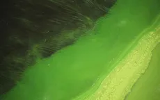 "Đại dịch" tảo độc lan rộng tại 41 bang ở Mỹ, làm chết vật nuôi