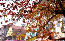 Miền Bắc bắt đầu tiết thu phân vào hôm nay (23/9)