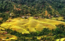 Ngỡ ngàng vẻ đẹp ruộng bậc thang Hoàng Su Phì mùa lúa chín