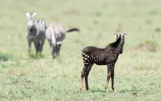 Ngựa vằn có đốm hiếm thấy ở Kenya
