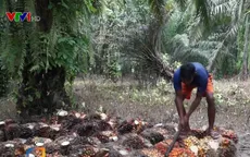 Đốt rừng trồng cọ dầu - Nguyên nhân gây cháy rừng hàng loạt ở Indonesia