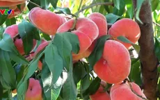 Khám phá Vương quốc đào Bình Cốc của Trung Quốc