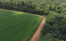 Các hãng hàng tiêu dùng lớn không đạt mục tiêu chống phá rừng