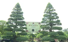 Cặp me kiểng cổ nhất Việt Nam