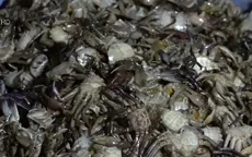 Nhộn nhịp mua bán cua đồng mùa nước nổi