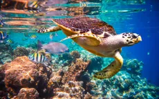 Hảo Hảo bật mí bí quyết để bạn và người thương đu đưa Maldives thuận lợi