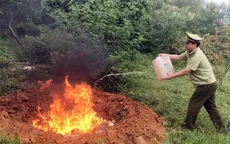 Quảng Ninh: Thu giữ và tiêu hủy 800kg lòng lợn có dấu hiệu hư hỏng
