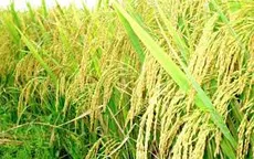 Hà Nội lựa chọn được 15 giống lúa chất lượng cao