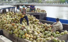 Trà Vinh: Giá dừa khô tăng cao