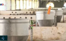 Giá lợn tăng, người nuôi vẫn ngại tái đàn
