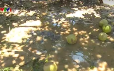 Chung tay giải cứu bưởi cho người dân vùng lũ