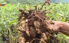 Nông dân Trung Bộ thiệt hại nặng do mưa lũ kéo dài