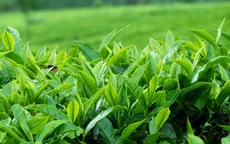 Hà Nội trồng mới 357 ha chè sạch