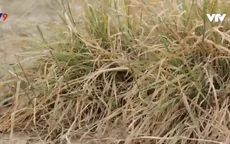 Giải pháp hợp tác nghiên cứu hạn chế thiệt hại, quản lý bệnh bạc lá lúa