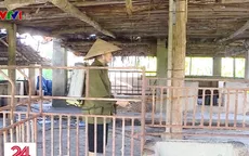 Người dân mòn mỏi chờ tiền hỗ trợ thiệt hại do dịch tả lợn châu Phi