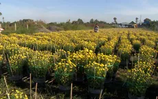 Nông dân ĐBSCL được mùa hoa Tết
