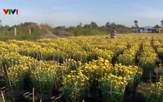Nông dân ĐBSCL hối hả chuẩn bị hoa Tết