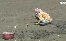 Đề phòng ngộ độc do ăn các loài ốc biển lạ