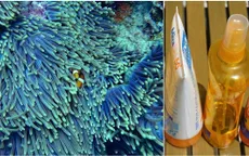 Palau cấm sử dụng kem chống nắng… để bảo vệ môi trường