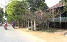 Mãn nhãn với cây mai "khủng"