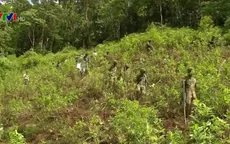 Colombia phá số lượng kỷ lục các đồn điền trồng coca