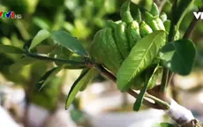 Vườn Phật thủ vào vụ Tết Nguyên đán