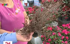 Rộ hoa đỗ quyên ngủ đông, chuyên gia cảnh báo nguy hiểm